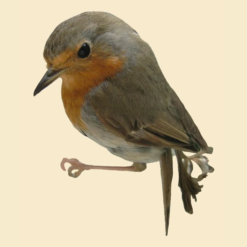 Robin