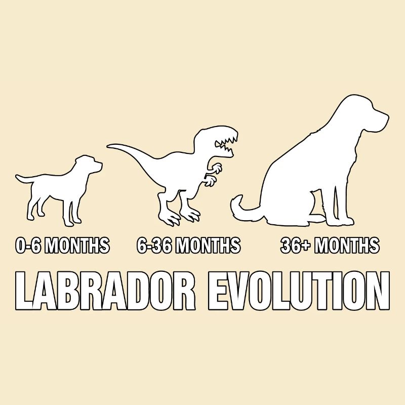 Labrador Evolution