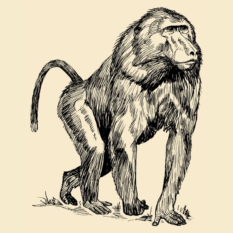 babouin Monkey