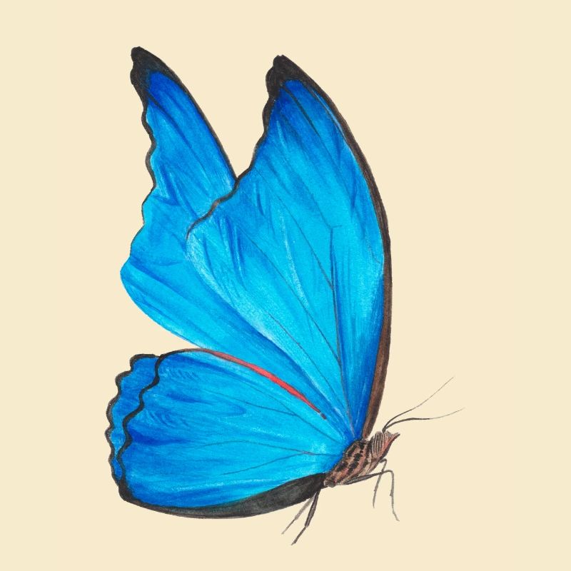 blauer Schmetterling