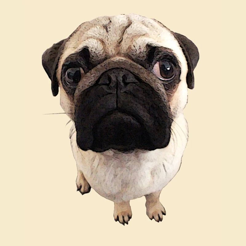 Mops Blick