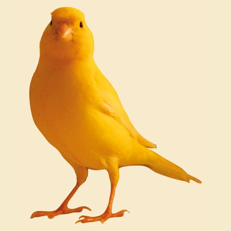 Kanarienvogel yellow bird