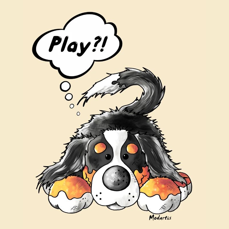 Spielender Berner Sennenhund