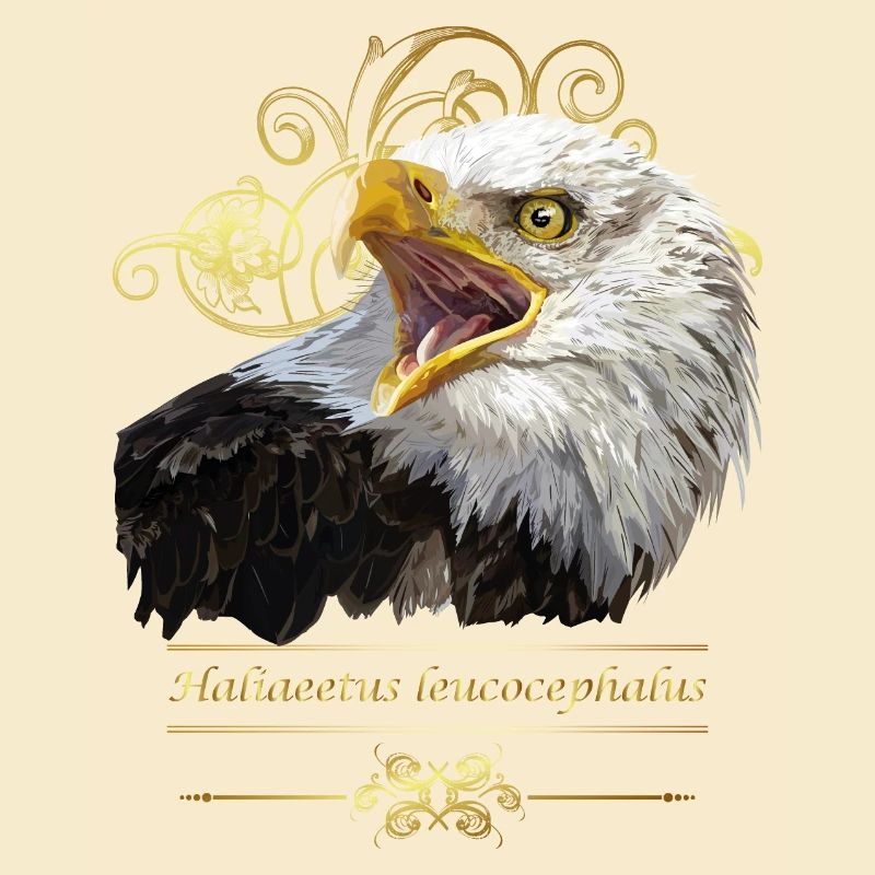 Bald eagle