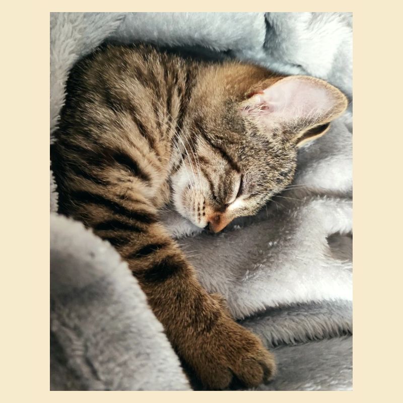 Katze