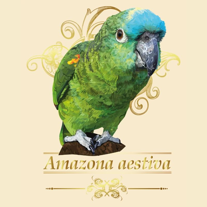 Amazone à front bleu
