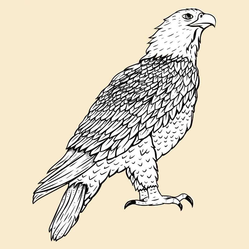 Adler
