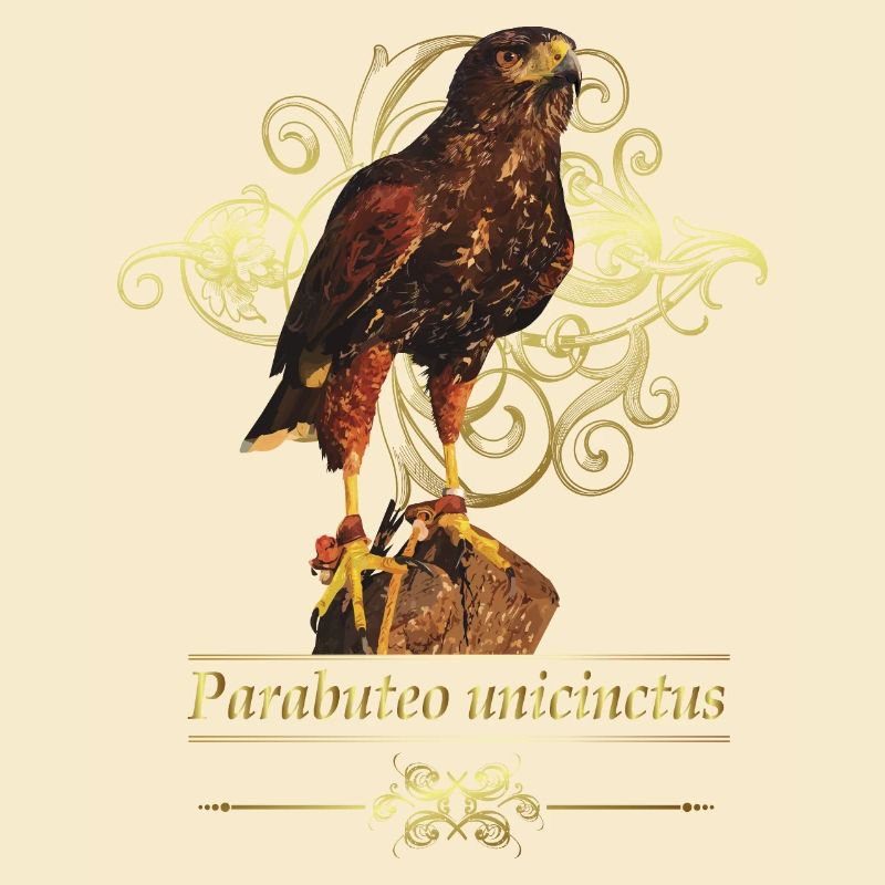 Reddish-reddish hawk