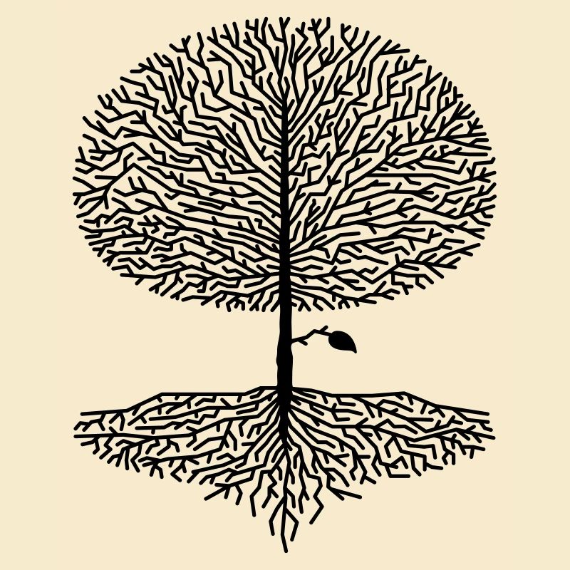 Deciduous Tree Crown Branches Forest Oaks Beech Nature Climate