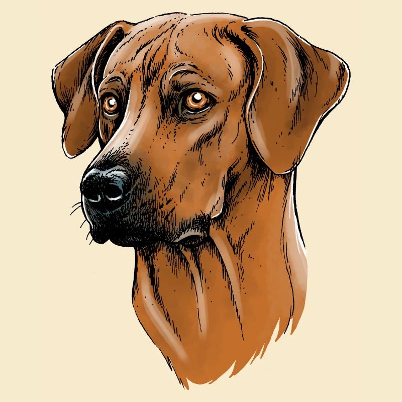 Rhodesian Ridgeback