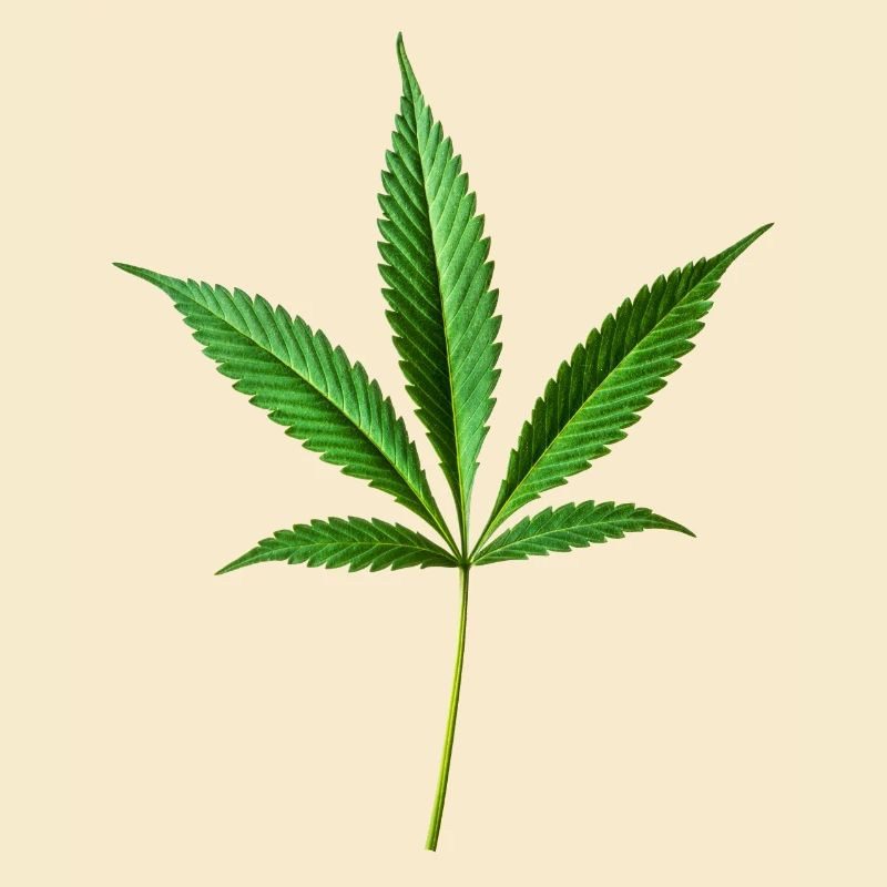 Marijuana Hemp (Cannabis)