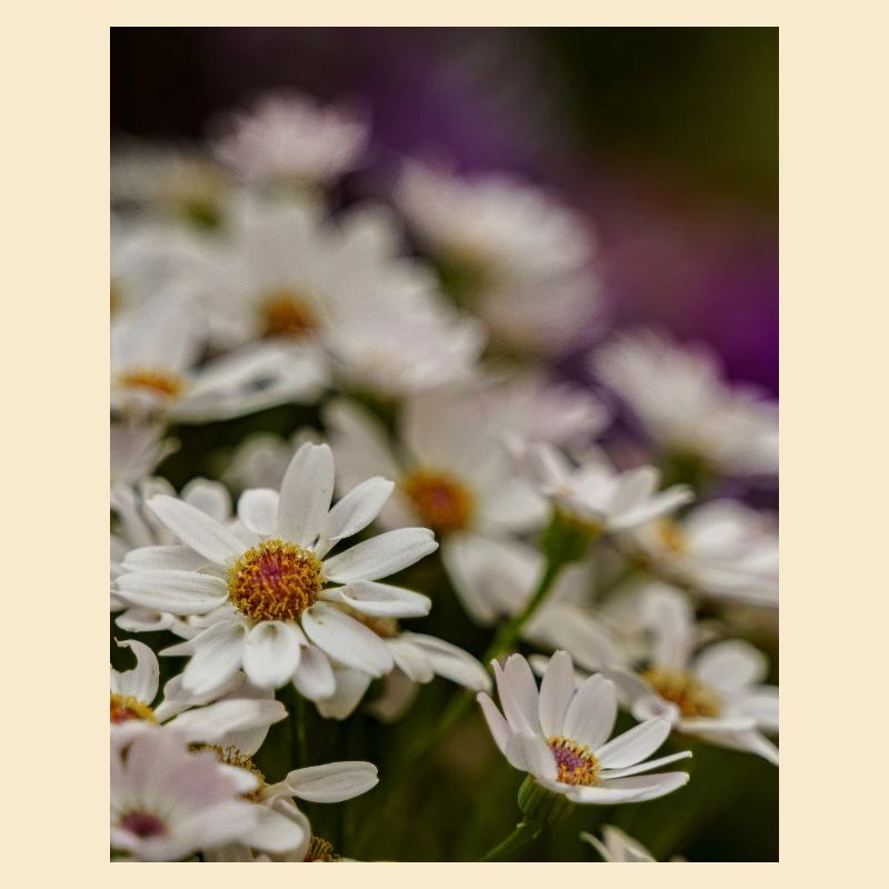 Gänseblümchen Blumen