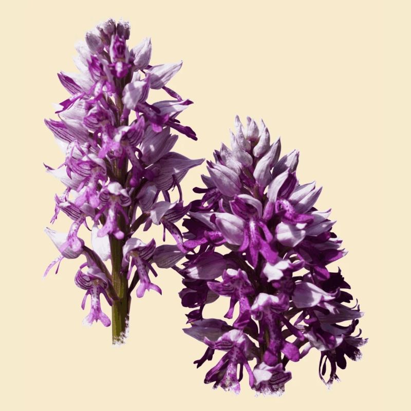 L'orchidée est une orchidée native