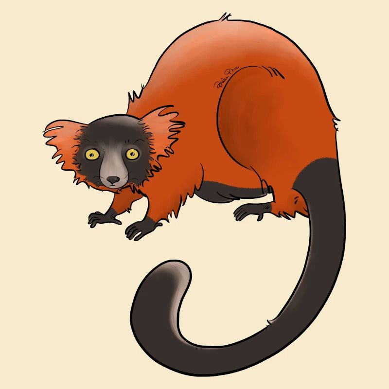 Rufous vari, Lemur oder nichts