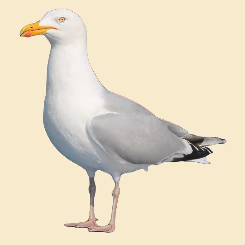 Möwe__Nordisch
