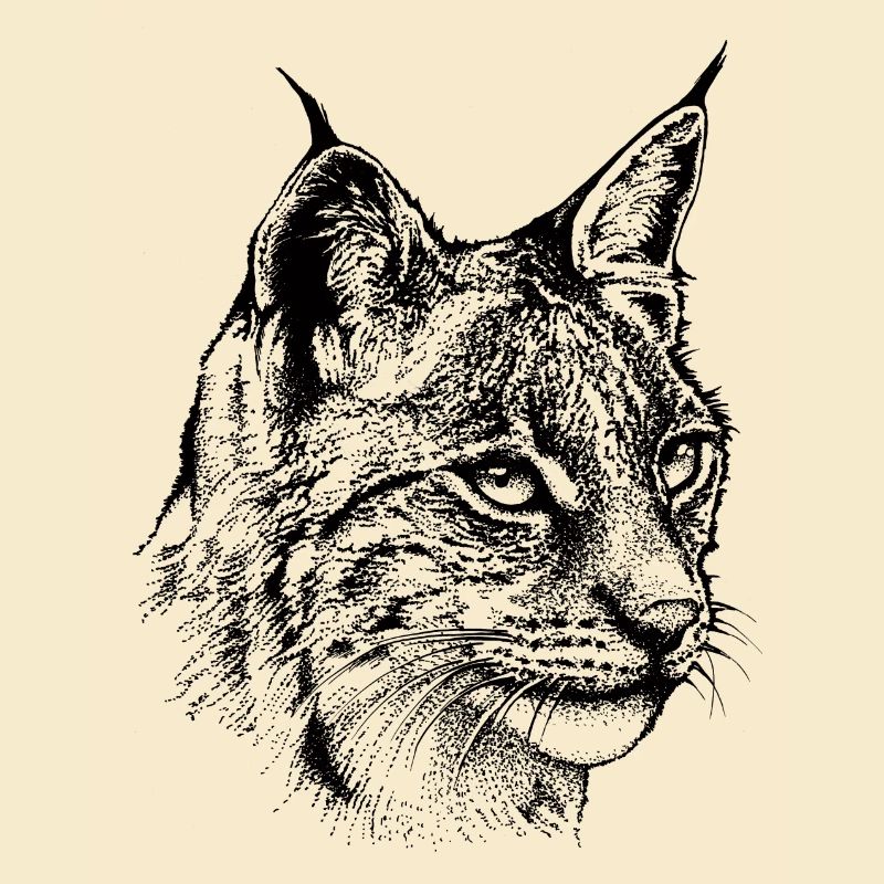 Luchs