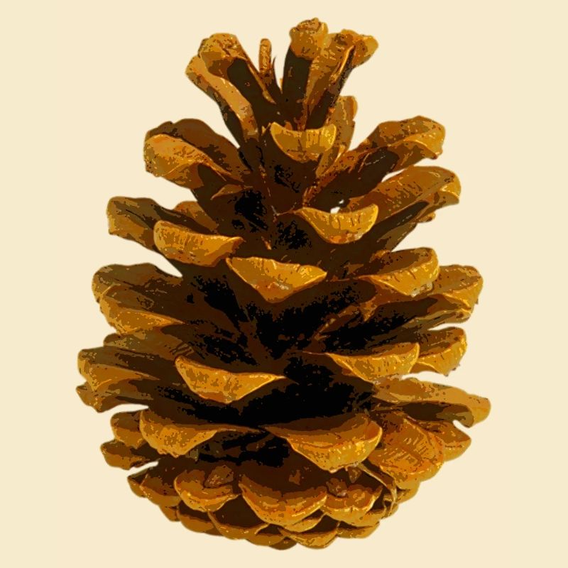 Pine cone