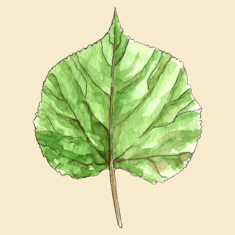 Lindenblatt