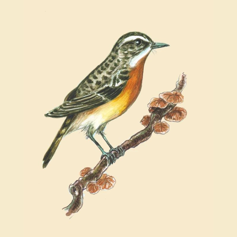 Braunkehlchen / Vogel / Pilze