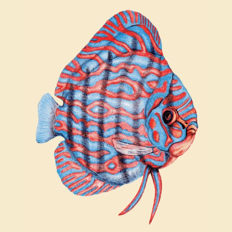 Diskus