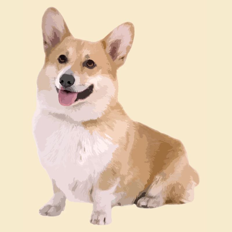 Corgi