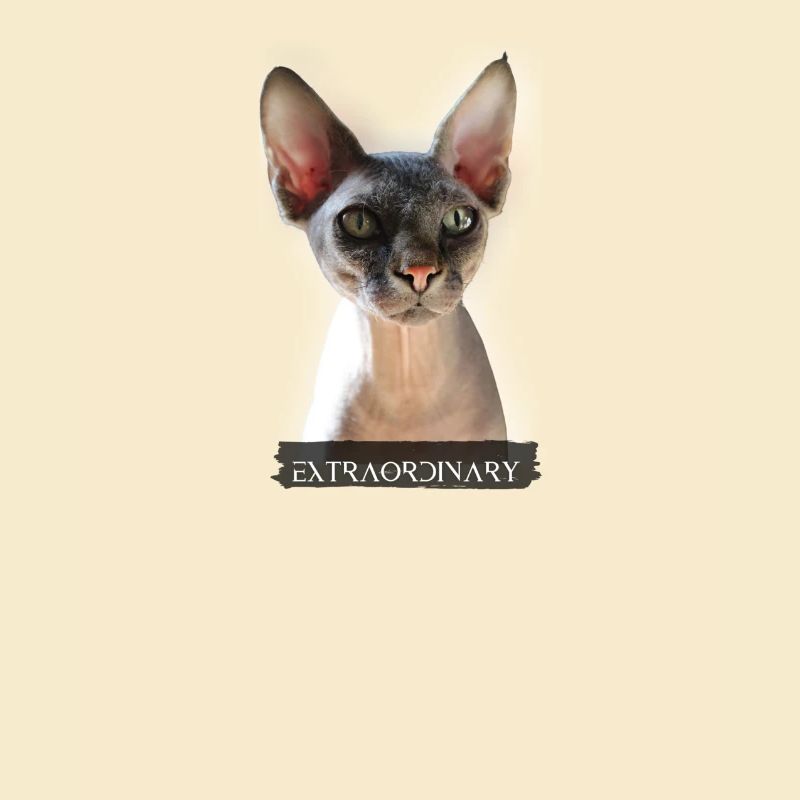 extraordinary sphinx cat