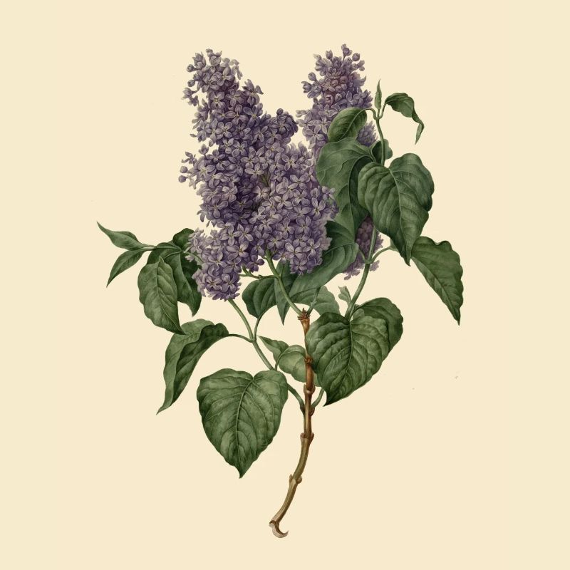 Lilas - lilas