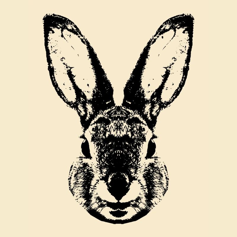 Hare / Rabbit / Rabbit / Bunnie