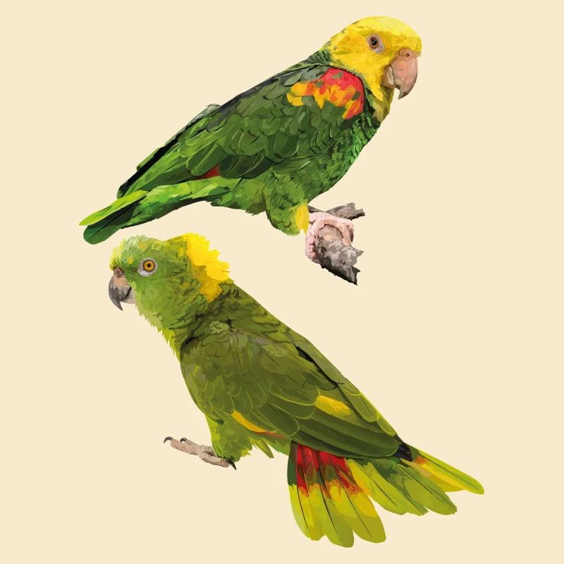 Perroquets