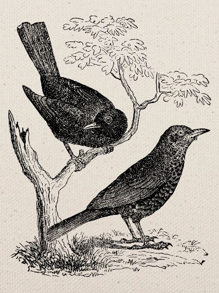 Amsel