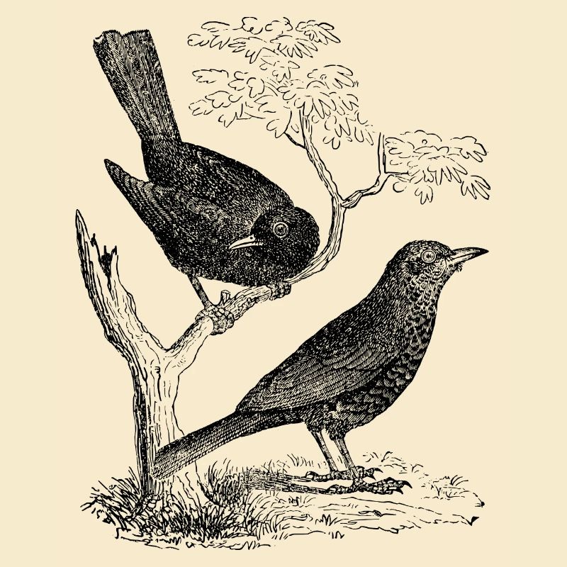 Amsel