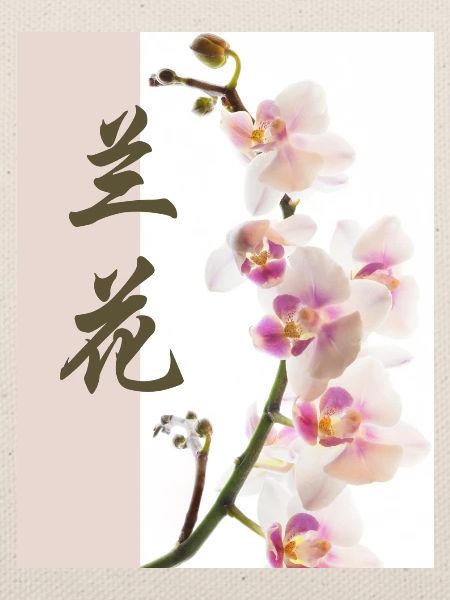 Orchidee