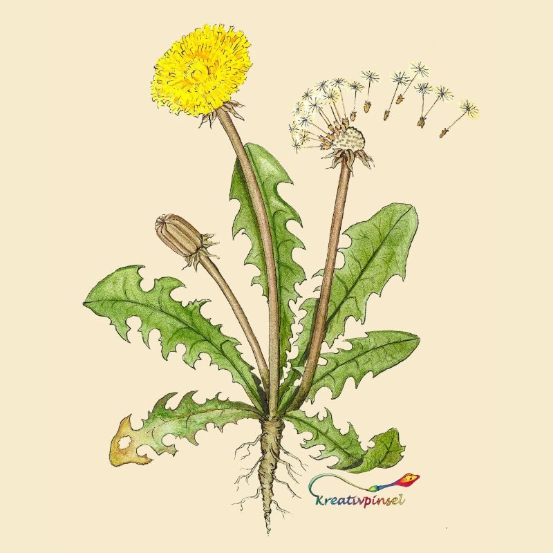 Dandelion, also called dandelion