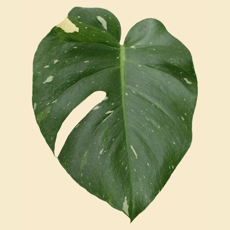 Monstera leaf