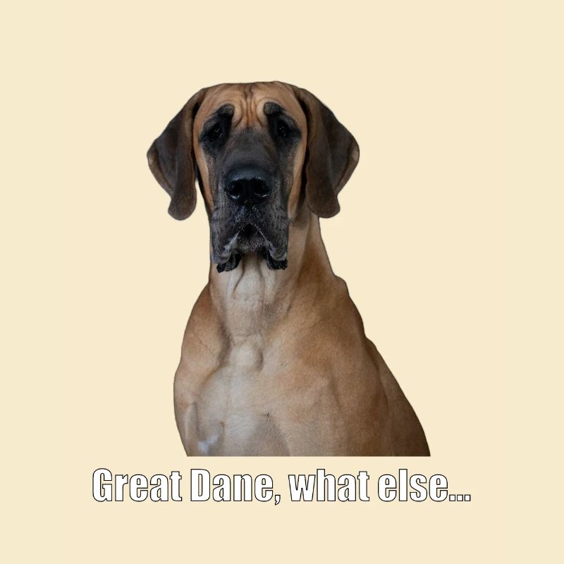 Great Dane, what else...