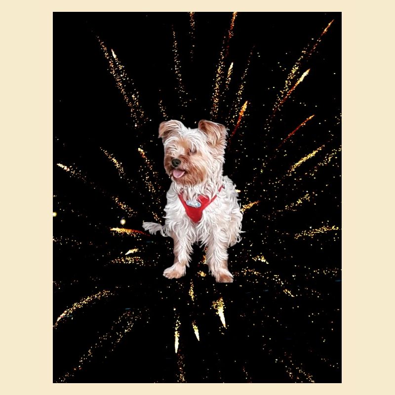 Yorkshire Terrier