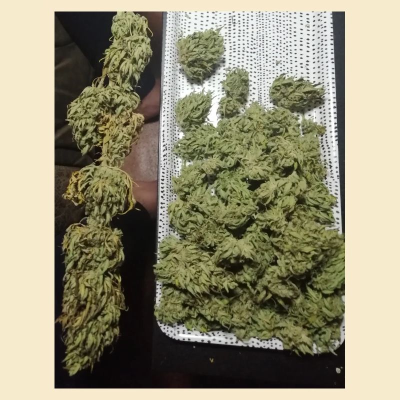 Tetrahydrocannabinol