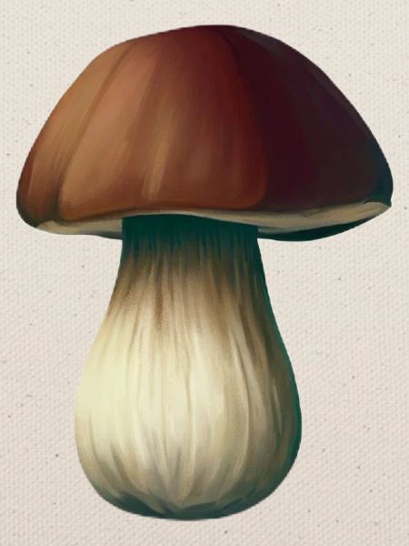 Pilz-Steinpilz