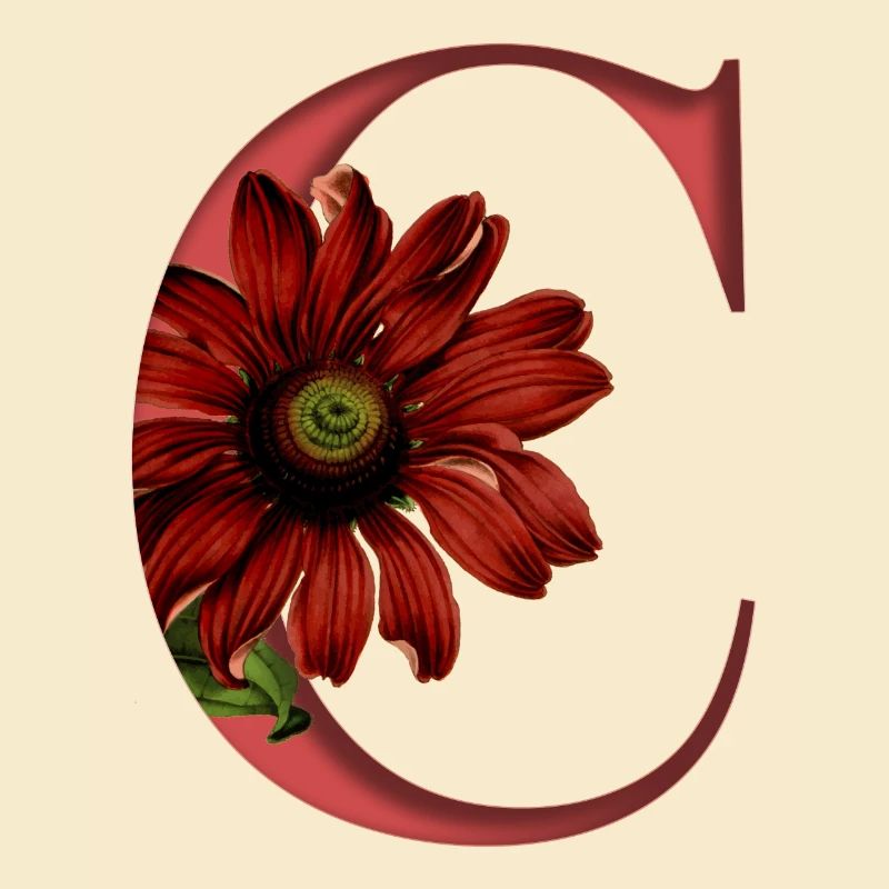 Alphabet, Buchstabe C, Echinacea