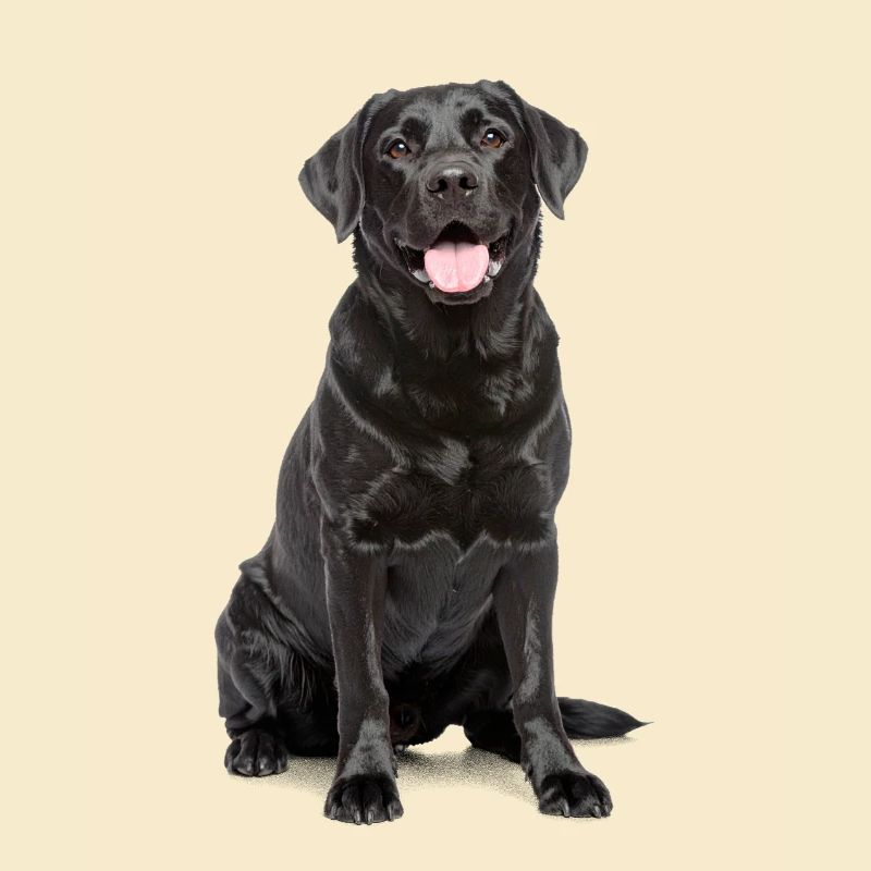Schwarzer Labrador – Loyal, liebenswert & Charmant