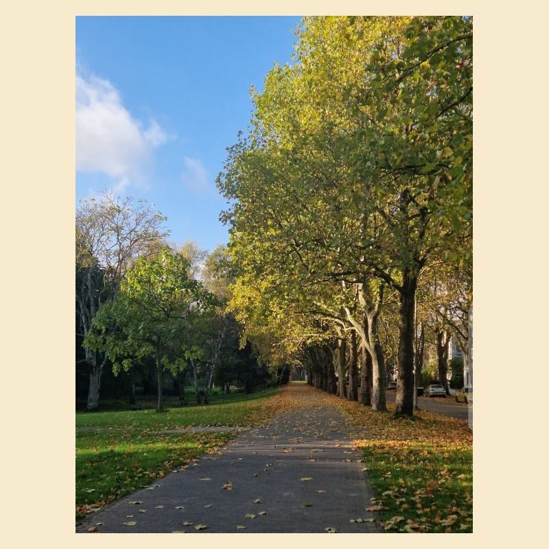 Herbstpfad durch Lauballee