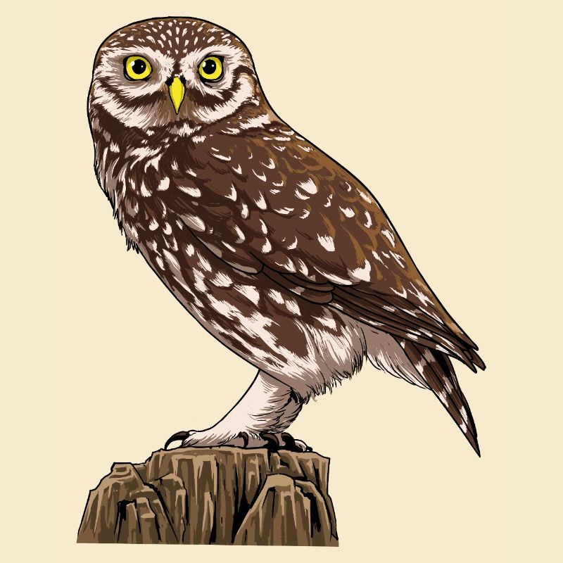 Little Owl