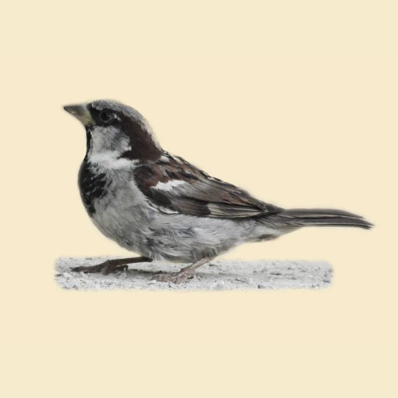 Spatz Vogel