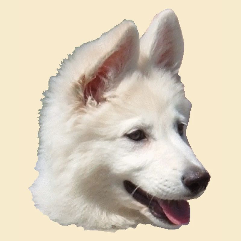 Chiot