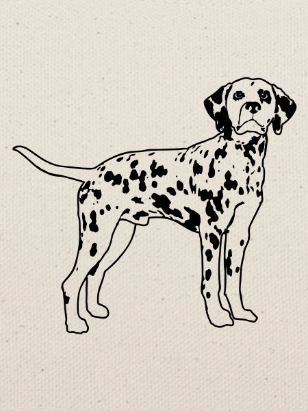 Dalmatian de
