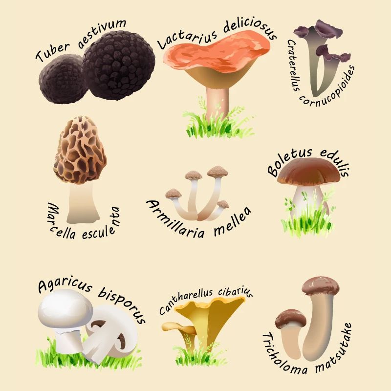 Divers champignons comestibles avec des noms latins