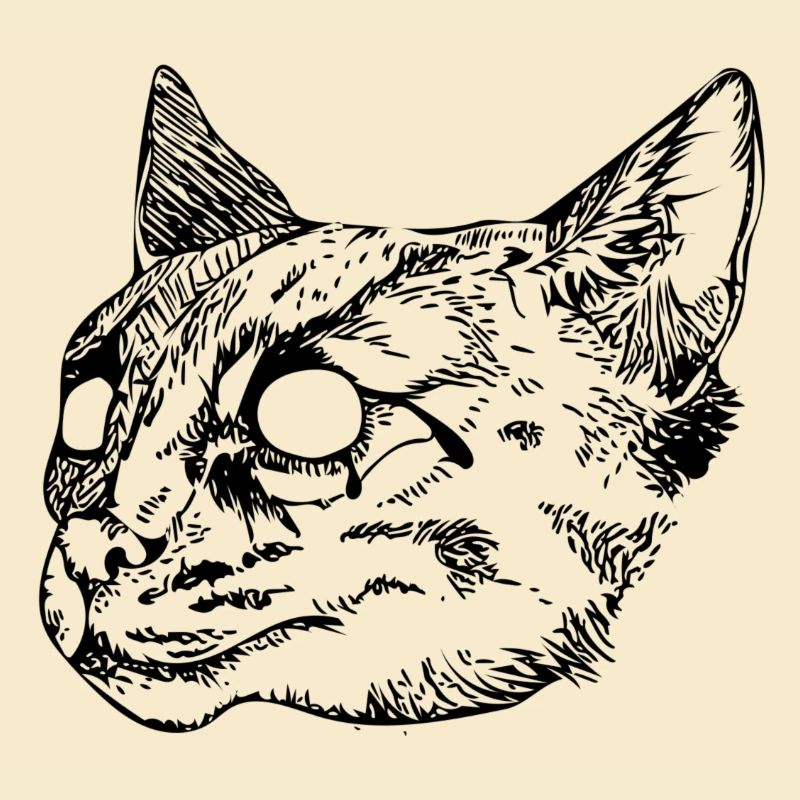 Wildkatze