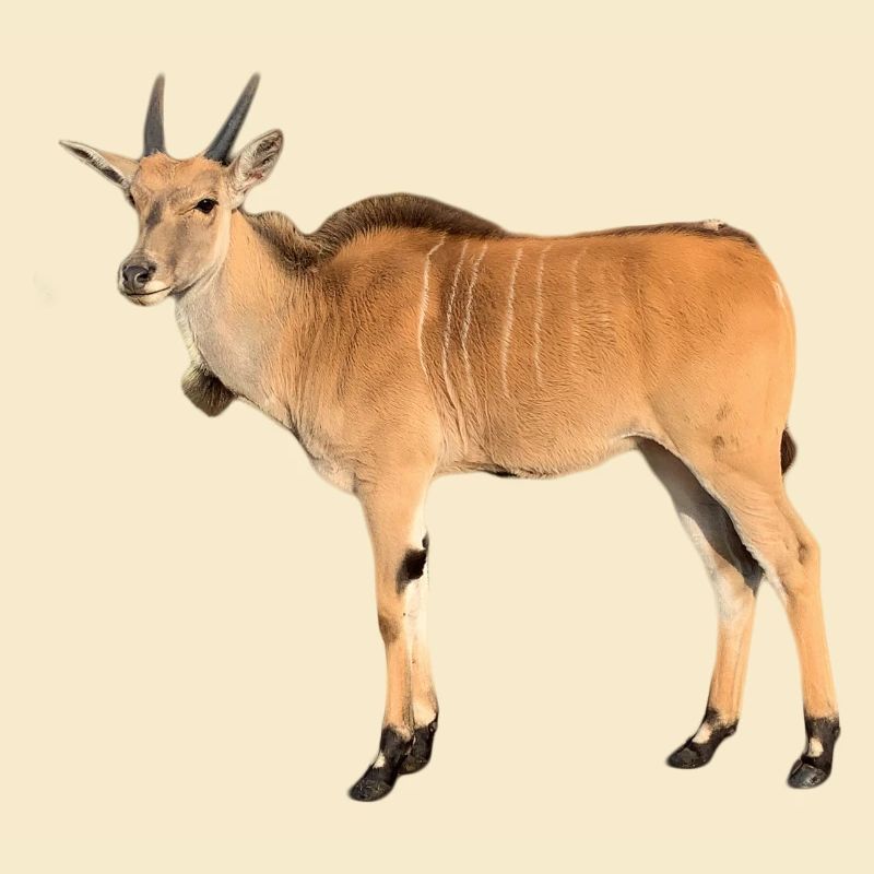 Antilope