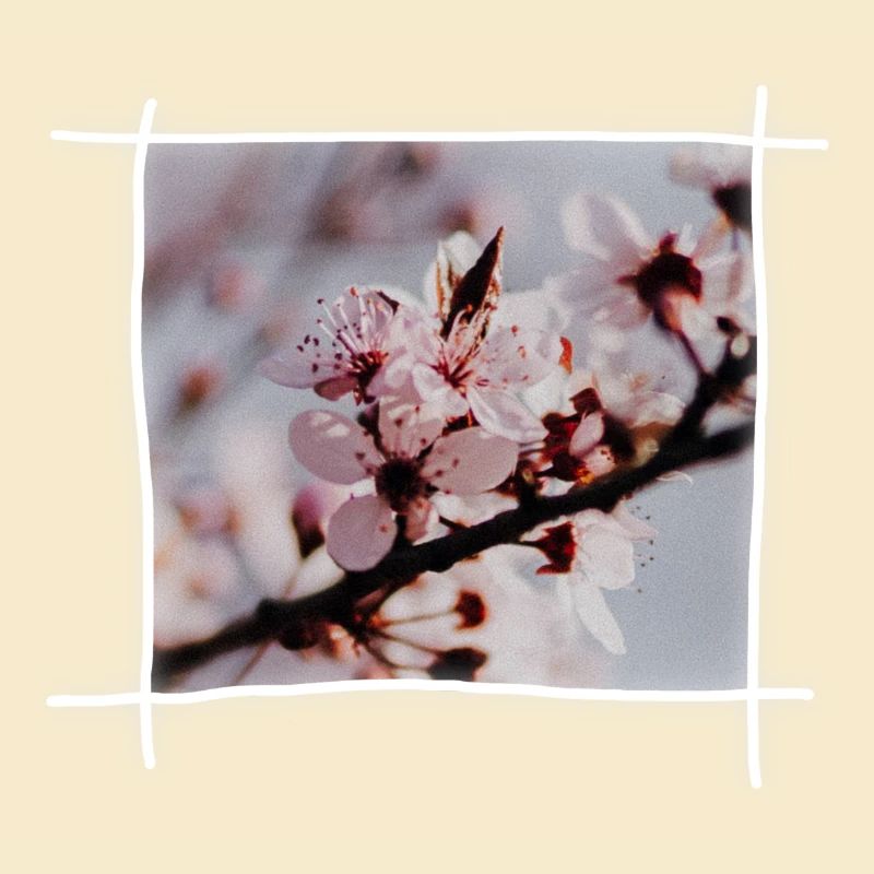 Kirschblüten & Kirschbaum