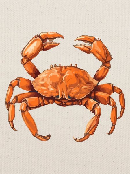 Die Krabbe
